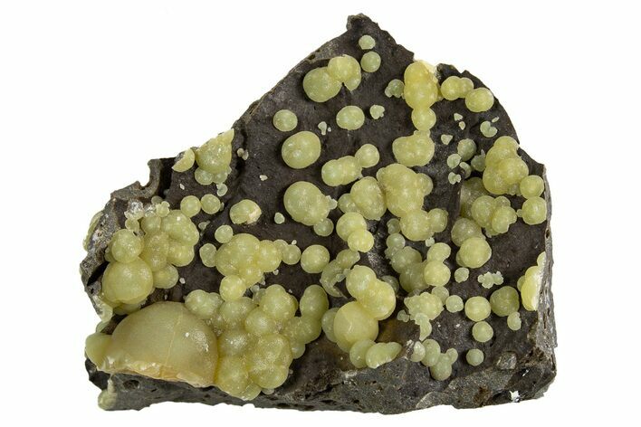Botryoidal Green Calcite Formations on Basalt - Italy #325613
